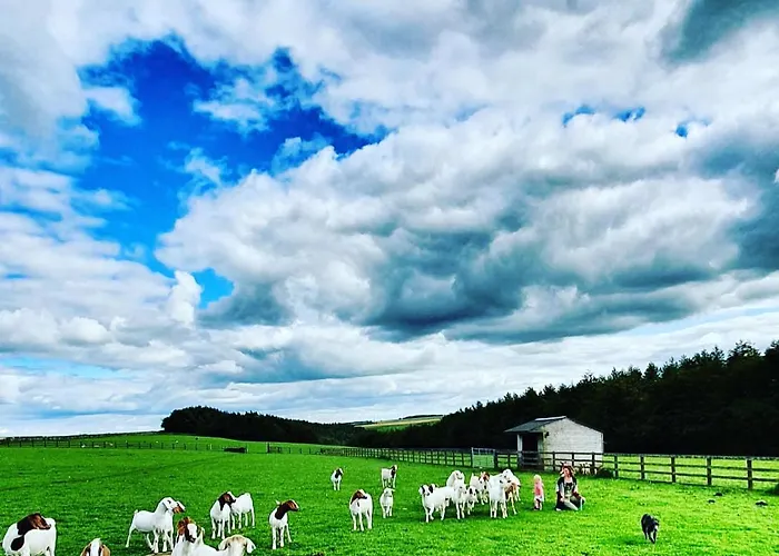 Farm stay High Paradise Farm Thirsk